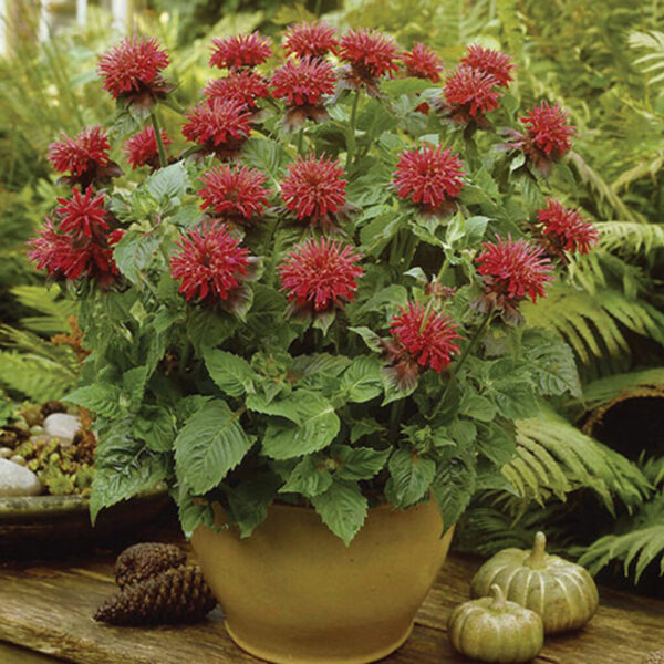 Monarda 'Fireball'