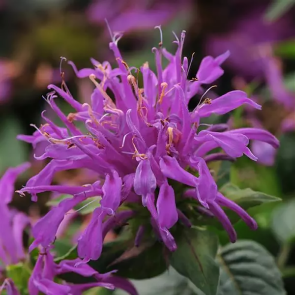 Monarda did. 'Balmy Lilac'