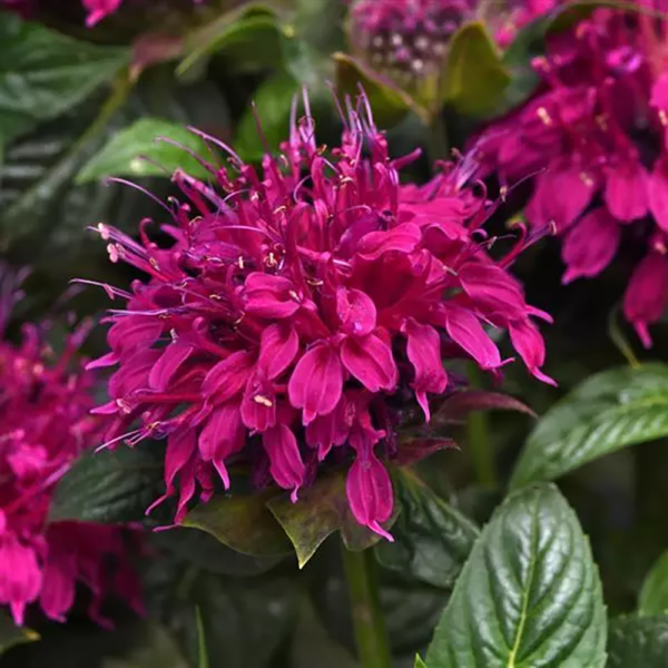 Monarda did. 'Balmy Rose'