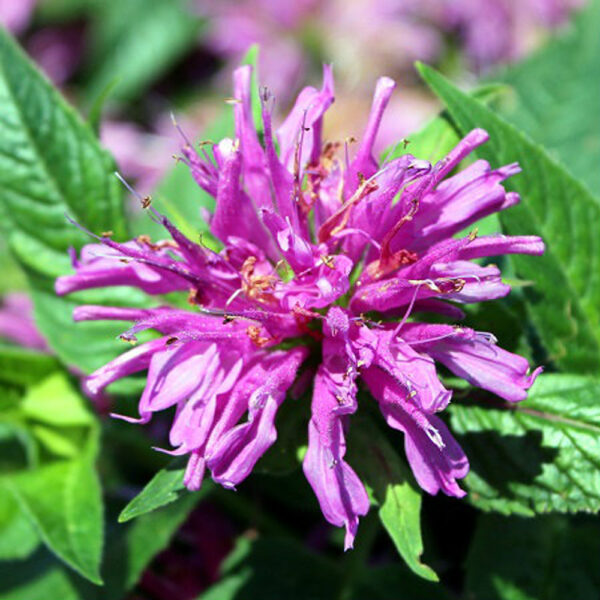 Monarda did. Grand Parade™