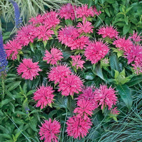 Monarda did. 'Pardon My Pink'