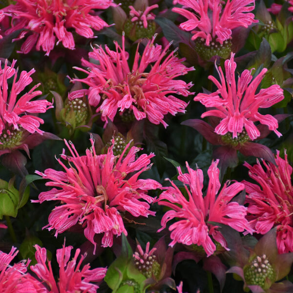 Monarda did. 'Pardon My Rose'