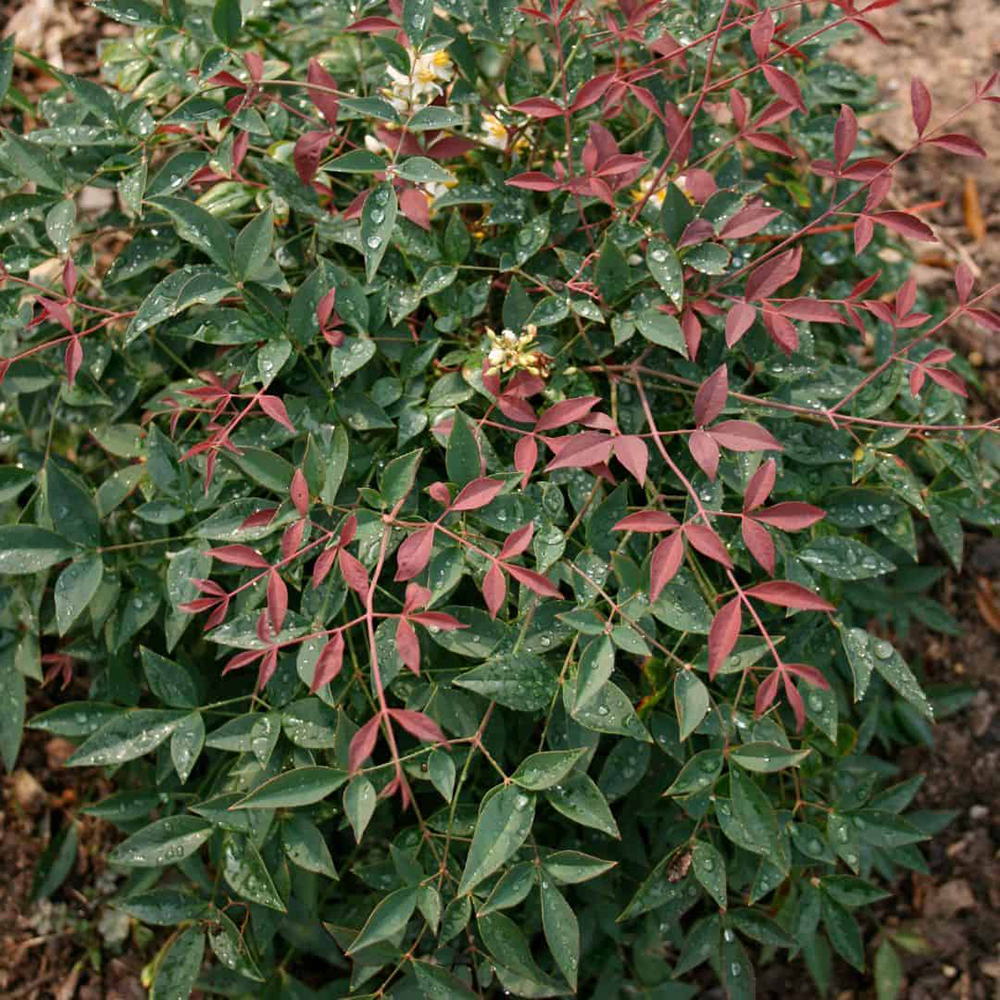 Nandina dom. Flirt™ 'Murasaki'
