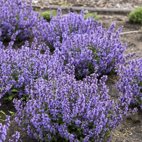 Nepeta 'Cat's Pajamas'