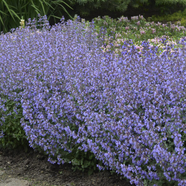 Nepeta faas. 'Purrsian Blue'