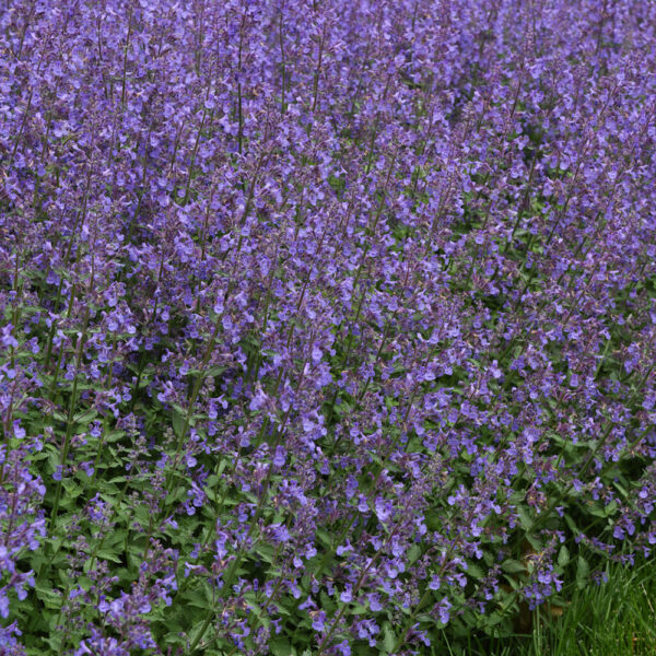 Nepeta x faas. Junior Walker™