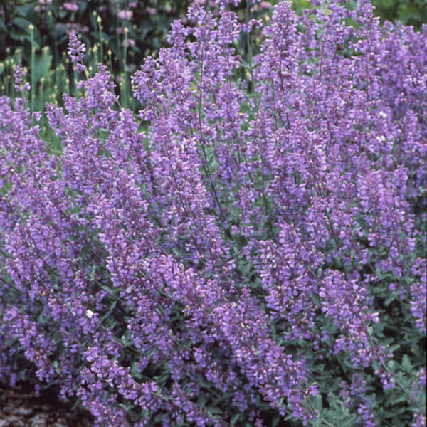 Nepeta x faas. 'Walkers Low'
