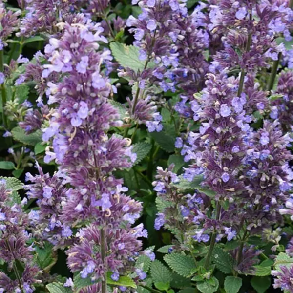 Nepeta x faas. Whispurr™ Blue