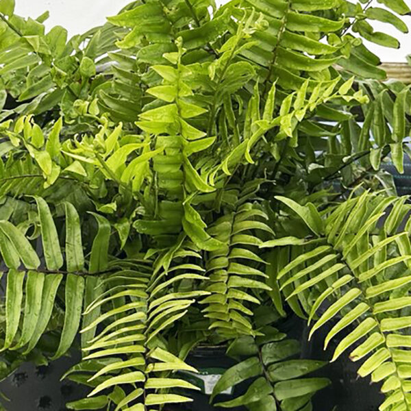 Nephrolepis biserrata Macho Fern