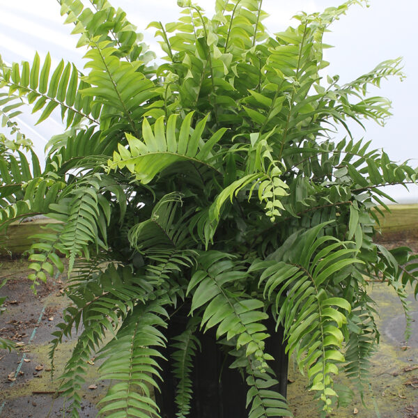 Nephrolepis biserrata Macho Fern - Image 2