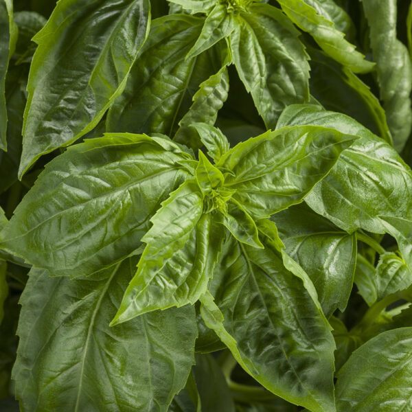 Ocimum Amazel Basil®