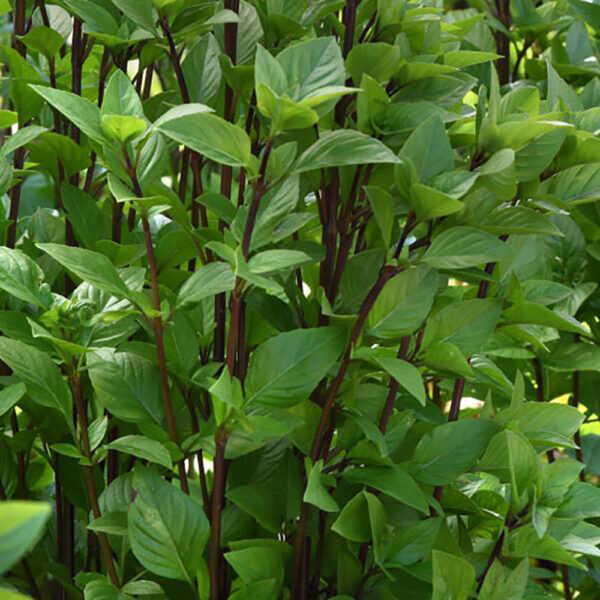 Ocimum 'Everleaf Thai Towers'