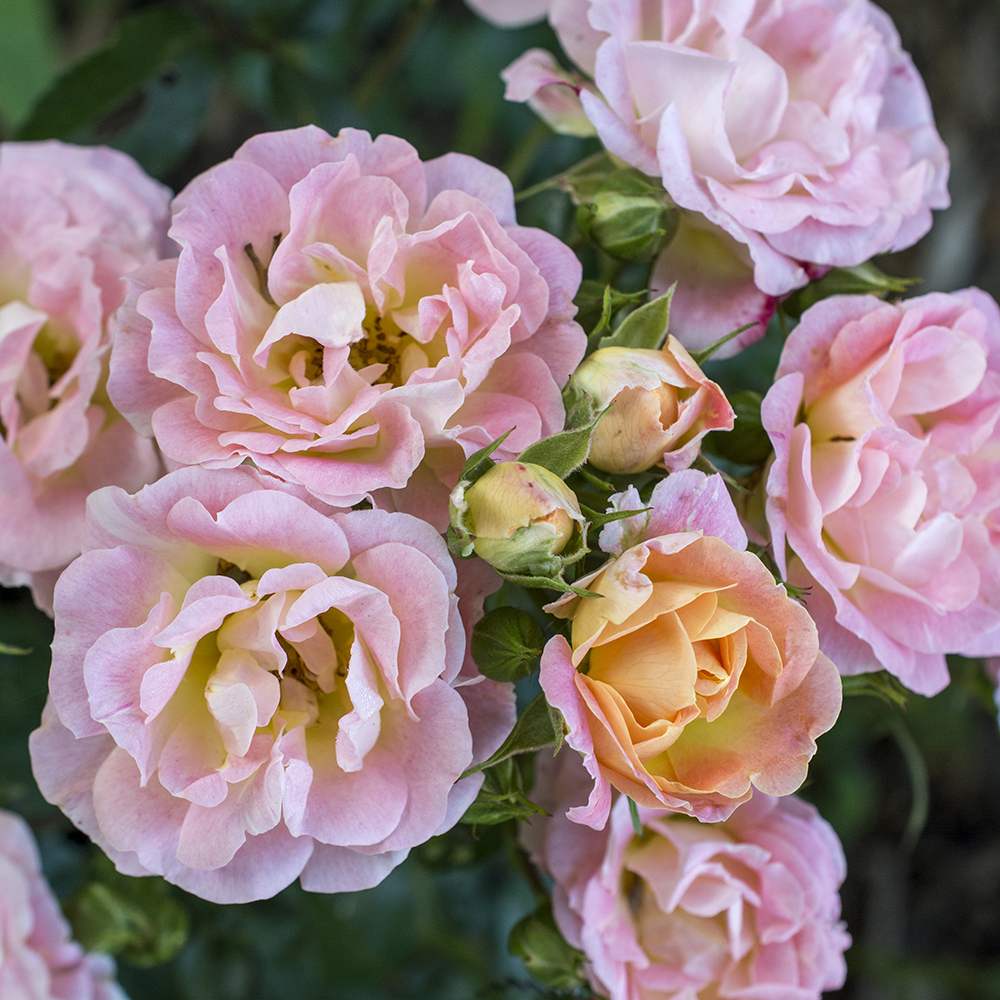 Rosa Peach Drift® 'Meiggile'