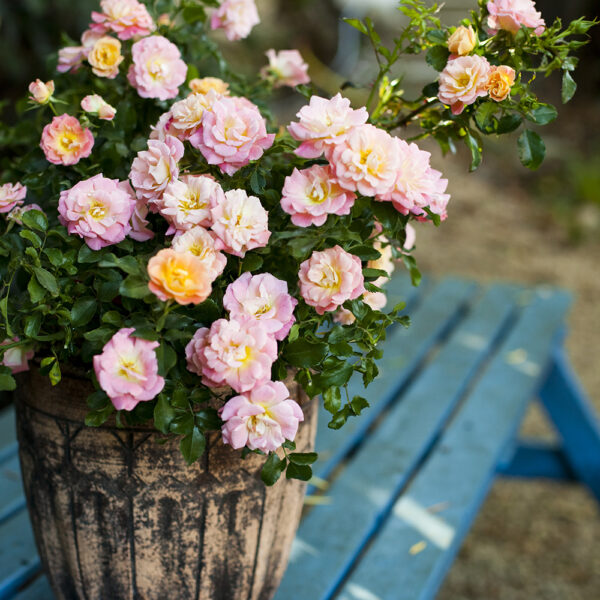 Rosa Peach Drift® 'Meiggile' - Image 2
