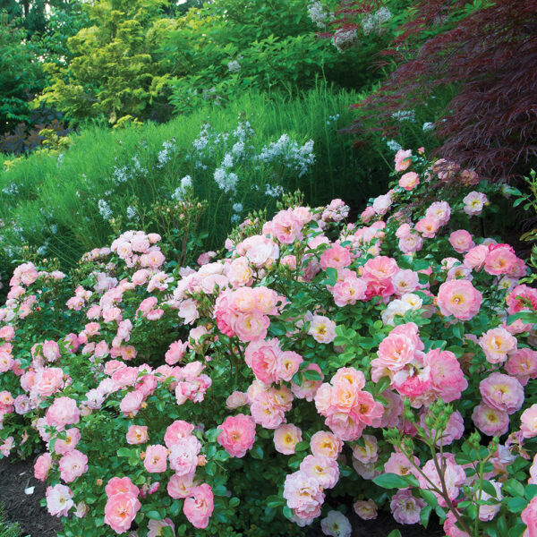 Rosa Peach Drift® 'Meiggile' - Image 4