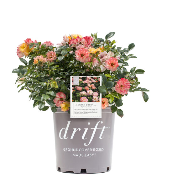 Rosa Peach Drift® 'Meiggile' - Image 3