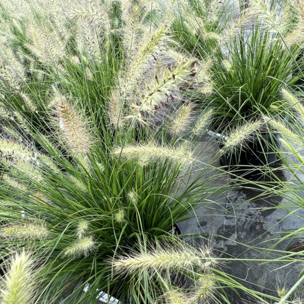 Pennisetum alop. 'Hameln' - Image 4