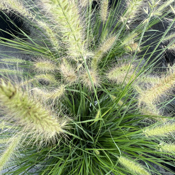 Pennisetum alop. 'Hameln'