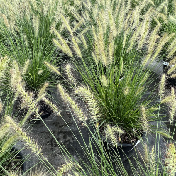 Pennisetum alop. 'Hameln' - Image 3