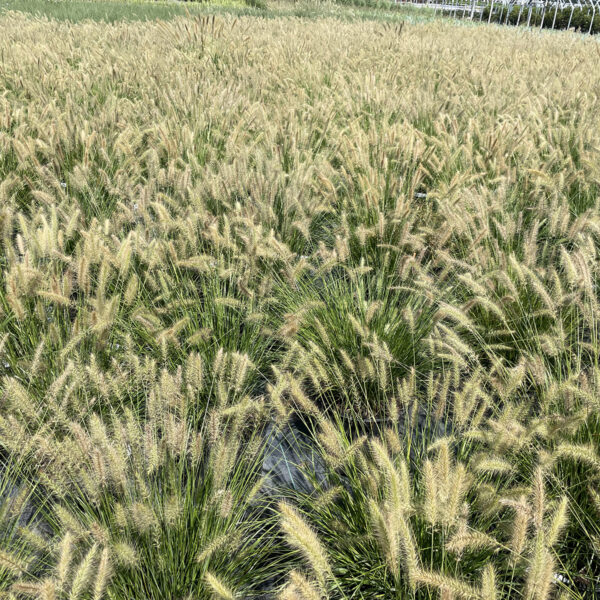 Pennisetum alop. 'Hameln' - Image 5