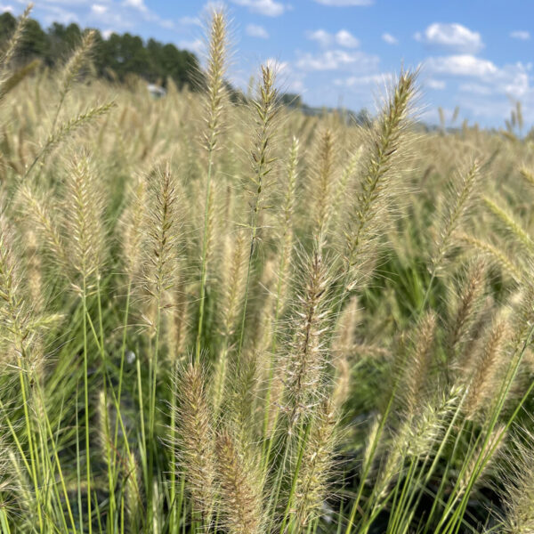 Pennisetum alop. 'Hameln'