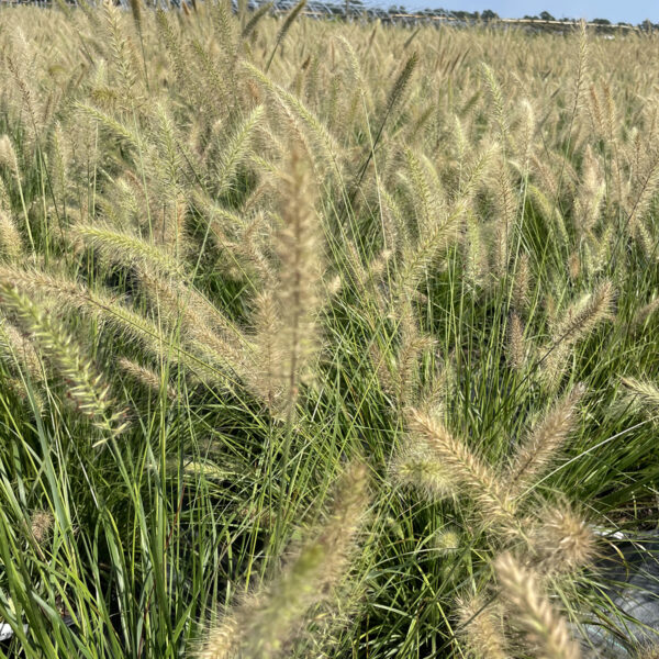 Pennisetum alop. 'Hameln' - Image 6