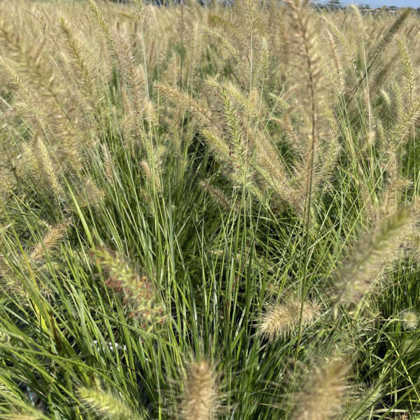 Pennisetum alop. 'Hameln' - Image 7
