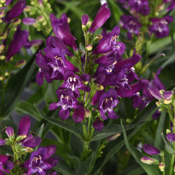 Penstemon Rock Candy® Purple