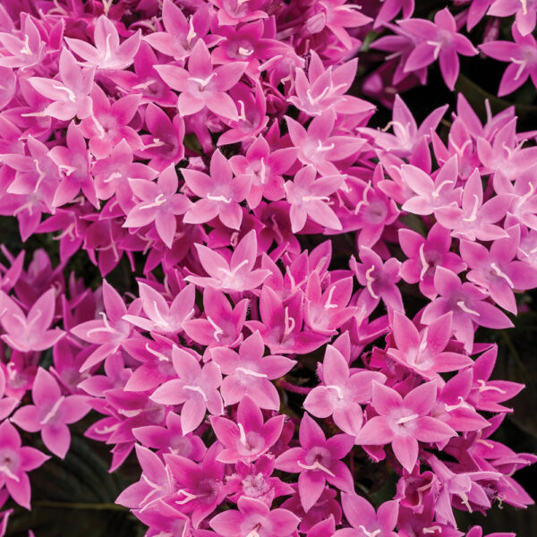 Pentas lan. Starcluster™ Lavender