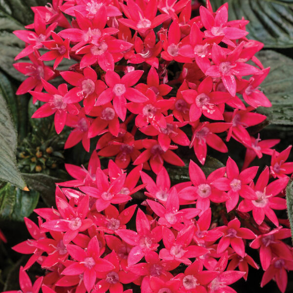 Pentas lan. Starcluster™ Red