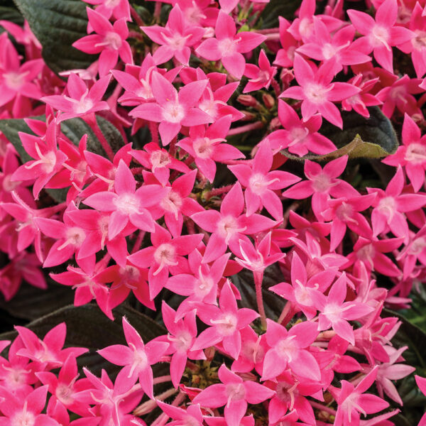 Pentas lan. Starcluster™ Rose