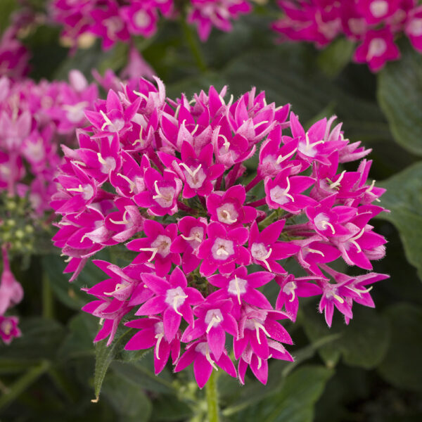 Pentas lan. Starcluster™ Violet