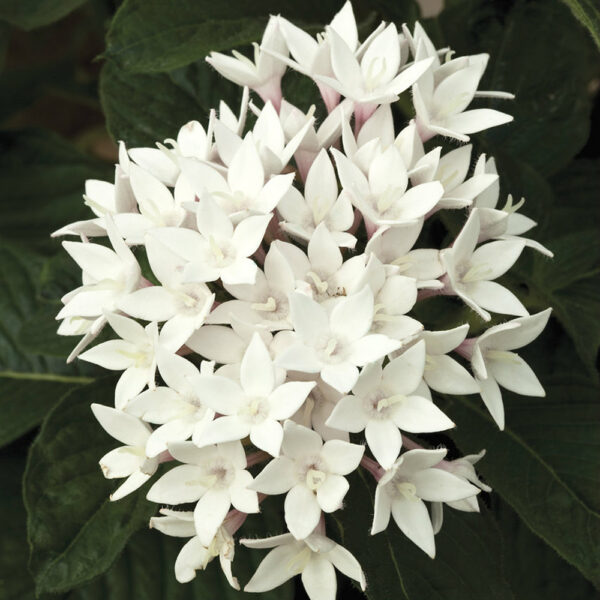 Pentas lan. Starcluster™ White