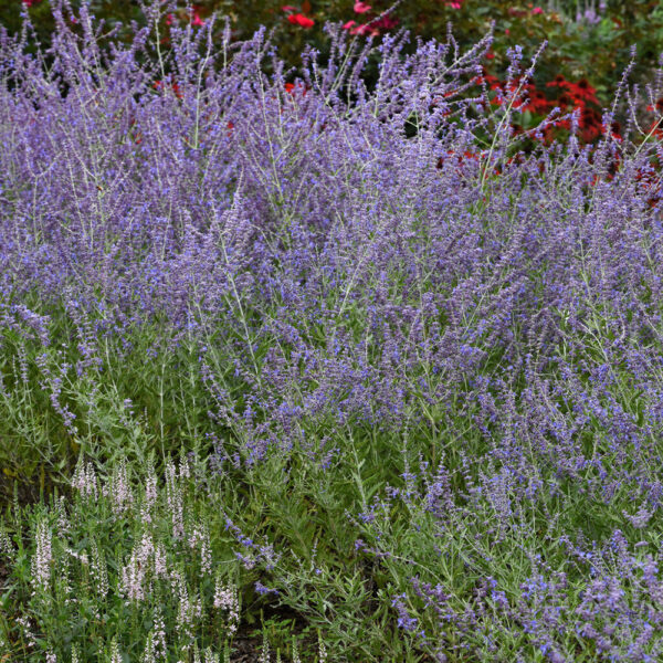 Perovskia atr. 'CrazyBlue'