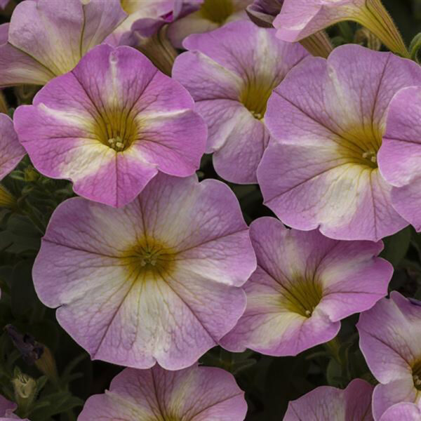 Petchoa SuperCal® Lavender Star