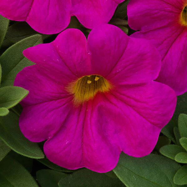 Petchoa SuperCal® Neon Rose