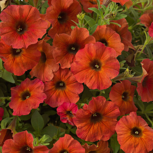 Petchoa SuperCal® Premium Cinnamon