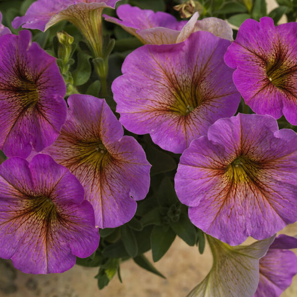 Petchoa SuperCal® Premium Sunray Pink