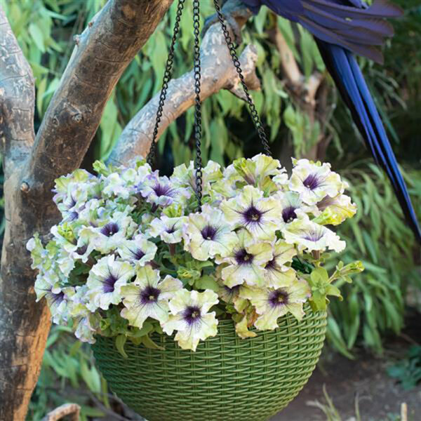 Petunia Amazonas™ Plum Cockatoo