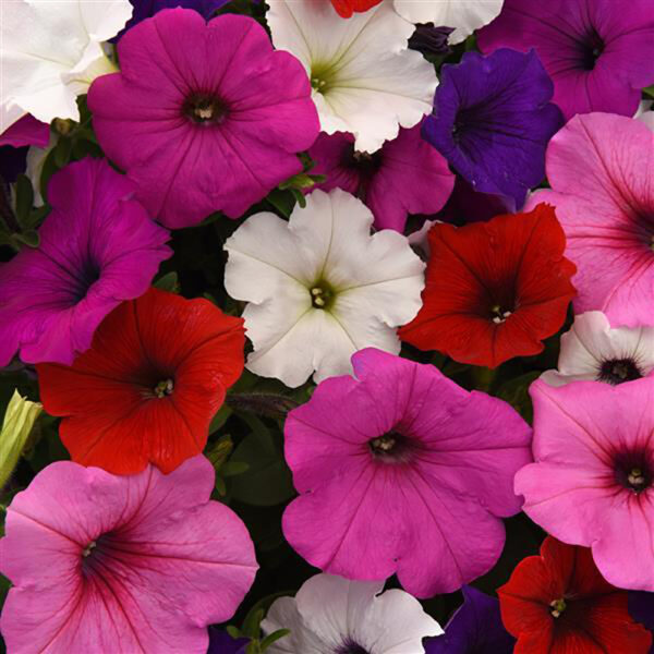 Petunia Easy Wave® Formula Mix