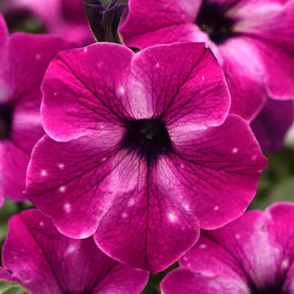 Petunia Headliner™ Enchanted Sky