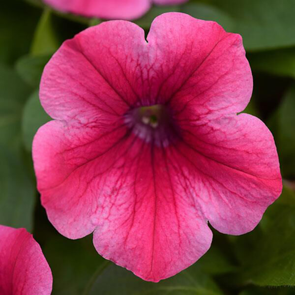Petunia Headliner™ Lipstick