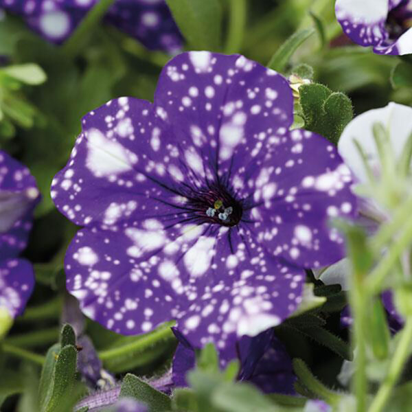 Petunia Headliner™ Night Sky®