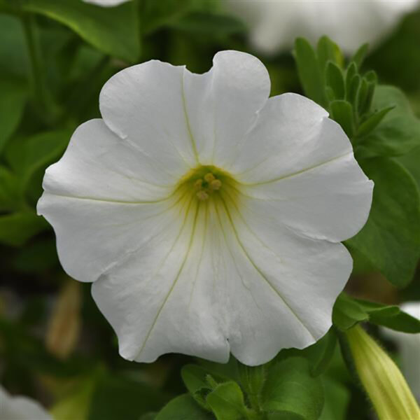 Petunia Headliner™ White 25