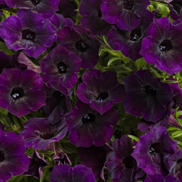 Petunia Supertunia Mini Vista® Midnight
