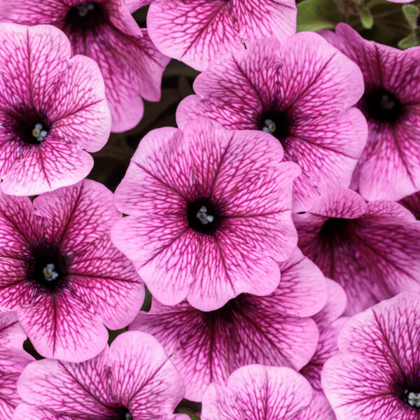 Petunia Supertunia Mini Vista® Plum Veined