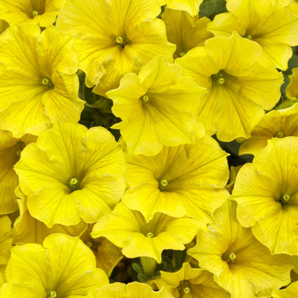 Petunia Supertunia Mini Vista® Yellow