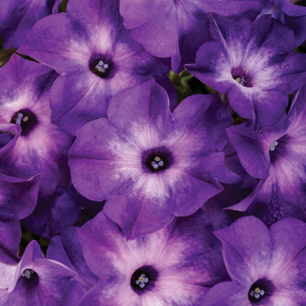 Petunia Supertunia Tiara™ Blue