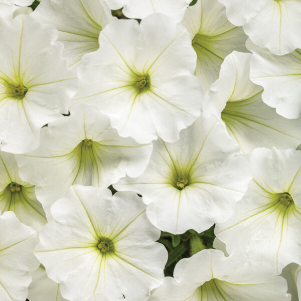 Petunia Supertunia Vista® Snowdrift™