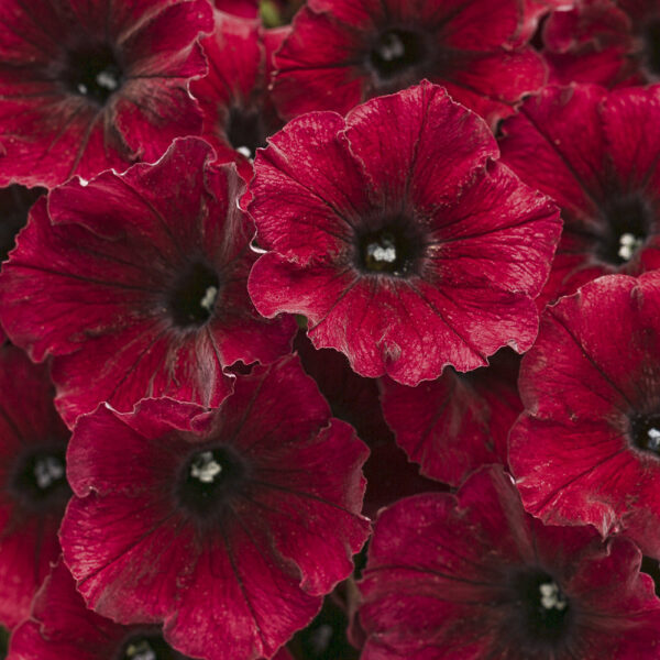 Petunia Supertunia® Black Cherry®